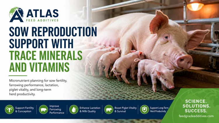 Sow Reproduction Support with Trace Minerals and Vitamins visual